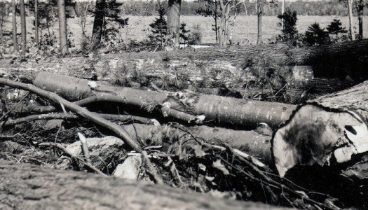 The Hurricane of 1938: An Oral History Told by Nancy Allen Holst,  Forest Fire Warden and Pilot Part II: The Great Timber Blowdown