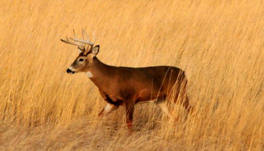 When Deer Became Extinct in Rhode Island