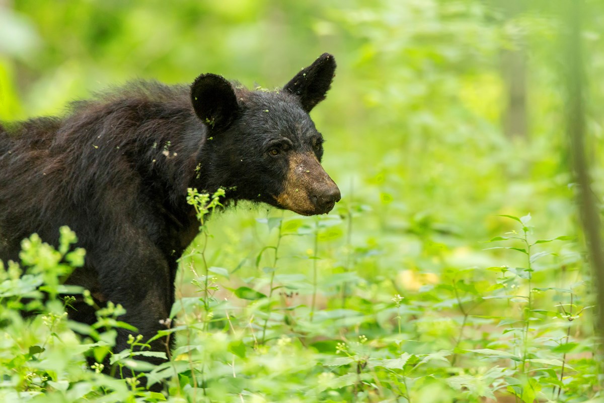 Conservation At Home - Bears (U.S. National Park Service)