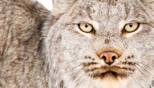 The Recovery of Beaver, Bobcats, Fishers and More in Rhode Island